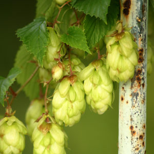Hops, one of the ingredients stipulated in the Reinheitsgebot